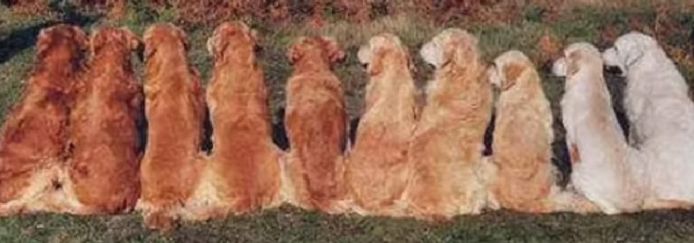 Imagem das cores do Golden Retriever