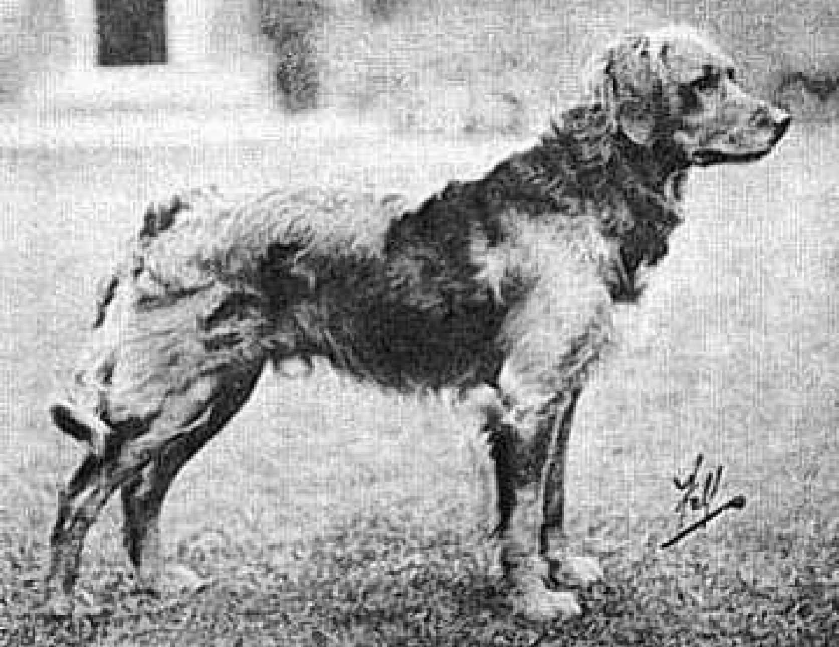 História da raça Golden Retriever