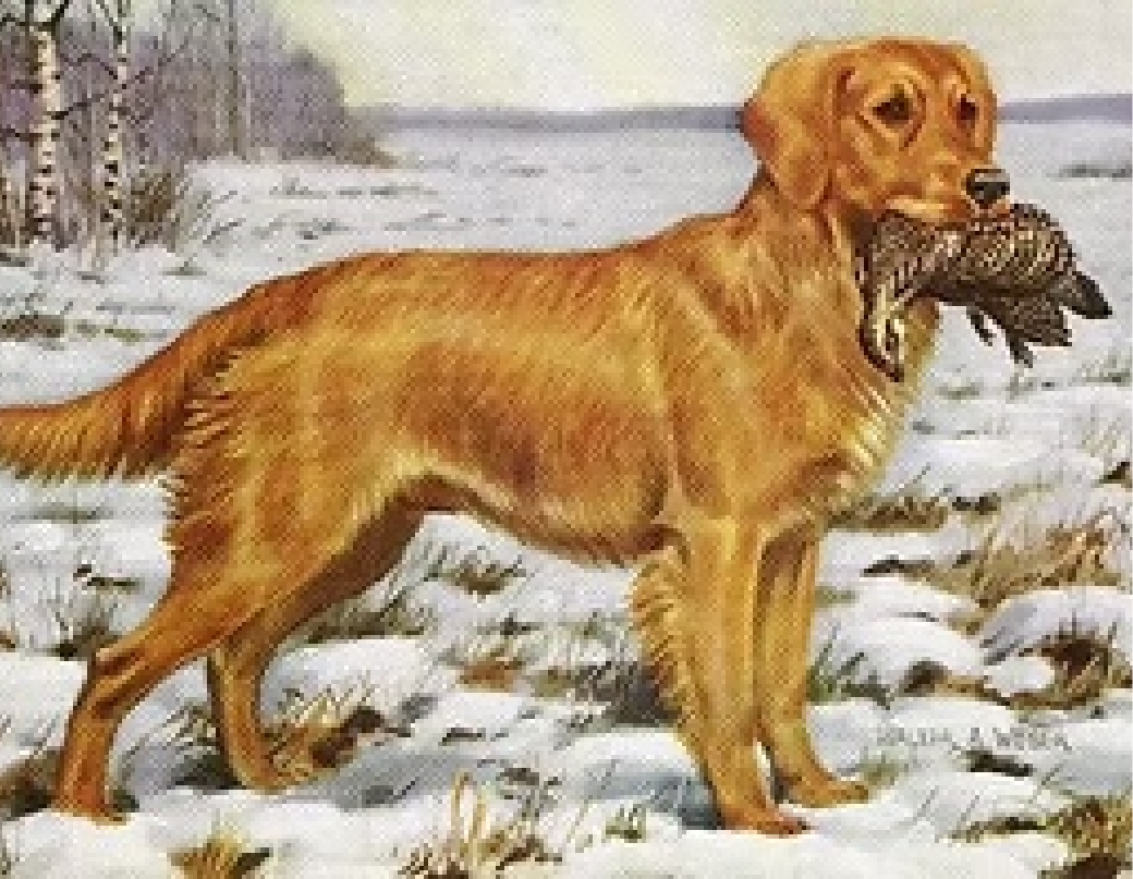 História da raça Golden Retriever