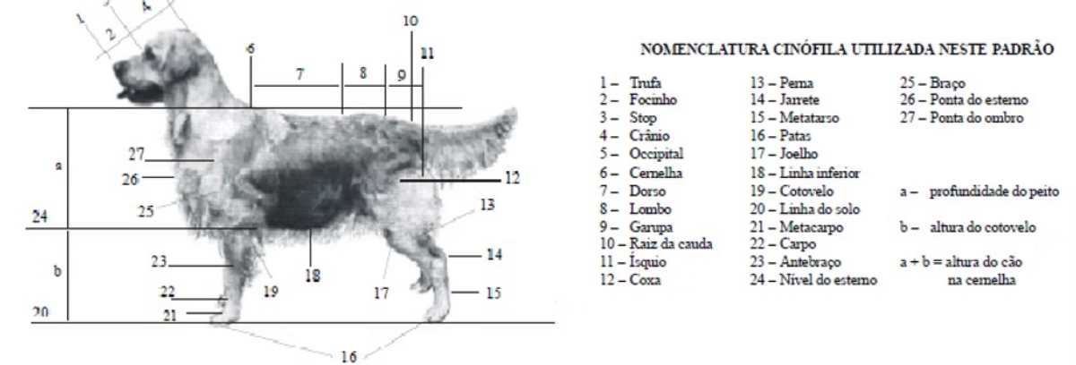 Imagem do Padrão da raça Golden Retriever