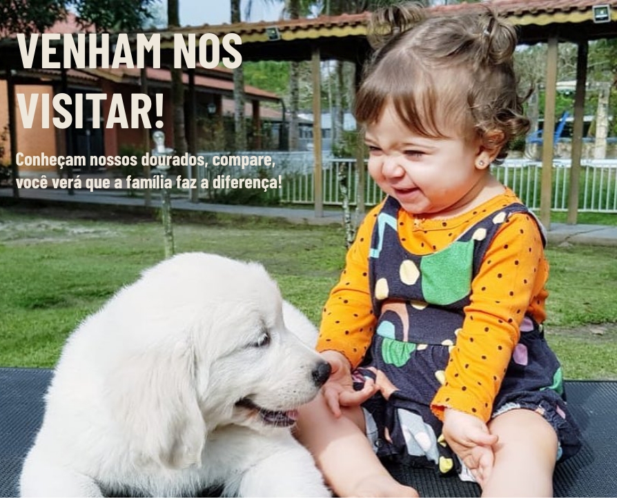 Venha nos visitas no Canil Golden Calli