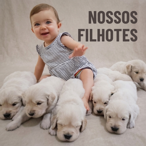 Filhotes Golden Calli