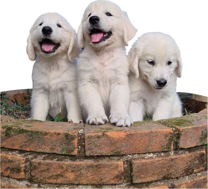 Filhotes Golden Calli